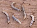 Achroia grisella caterpillars, kleine wasmot rupsen
