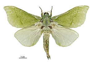 Aenetus virescens male LCR