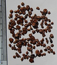 Alnus serrulata seeds, by Omar Hoftun
