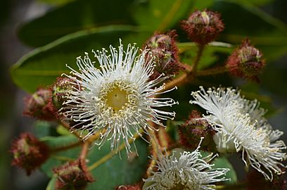 Angophora Facts for Kids