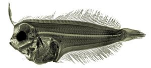 Arnoglossus laterna larva.jpg