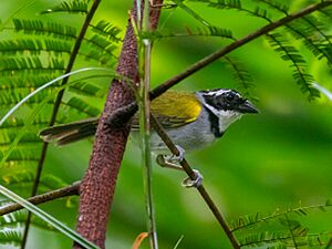 Arremon taciturnus Pectoral Sparrow (male); Rio Formoso, Pernambuco, Brazil.jpg