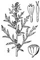 Artemisia biennis BB-1913