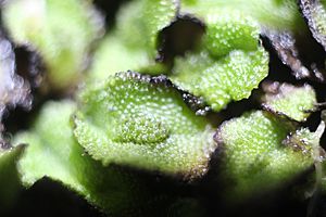 Asterella californica male plant