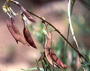 Astragalus ripleyi.jpg