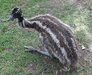 Baby Emu