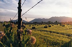 Baled hay in Utah Valley