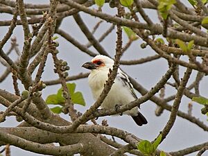 Barbet-zambian.jpg