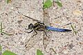 Black-tailed skimmer (Orthetrum cancellatum) male Estonia