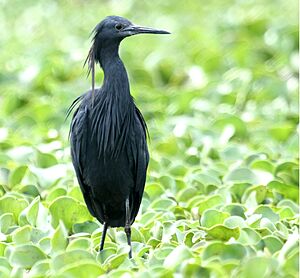 Black Heron