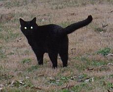 Black cat eyes