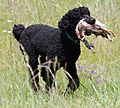 Bo the poodle retrieving a duck
