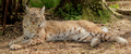 Bobcat-image-MariadB