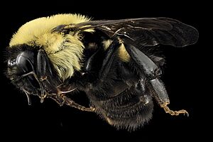 Bombus griseocollis, Queen, side, DC 2014-04-24-16.37.51 ZS PMax (14163834356).jpg
