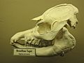 Brazilian Tapir Skull