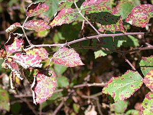 CSIRO ScienceImage 3160 Blackberry plants infected with rust fungus.jpg