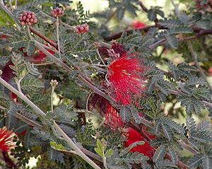 Calliandra californica.jpg
