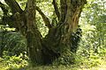 Carpinus betulus trunk