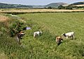 Cattle in the River - geograph.org.uk - 202965