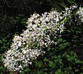 Ceanothus spinosus 01