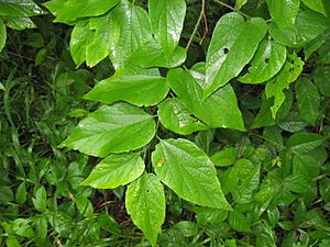 Celtis tenuifolia leaves.JPG