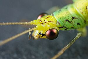 Chrysopa sp. AF 2
