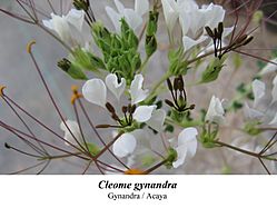 Cleome gynandra 1.jpg