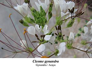 Cleome gynandra 1
