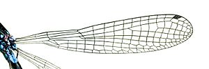 Coenagrionidae Wing(loz)