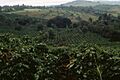 Coffee plantation in Tanzania