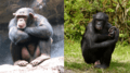 Composite image of male chimpanzee (left) and male bonobo (right) (CC BY version)