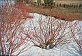 Cornus sericea winter