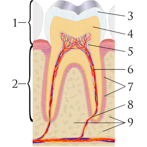 Cross sections of teeth labels
