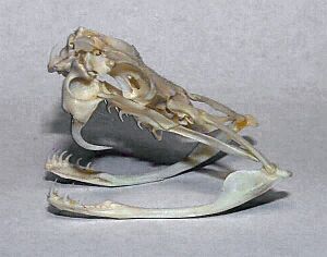 Crotalus skull