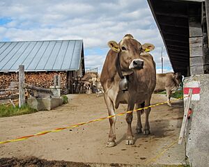 Dairy Farm in Tenna