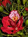 Delonix regia flower
