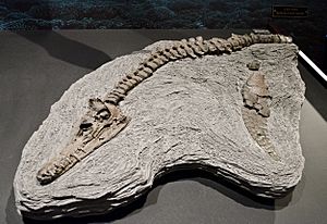 Edgarosaurus (1)