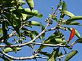 Elaeocarpus bancroftii flower buds SF21171 2