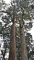 Eucalyptus Obliqua Tree