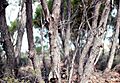 Eucalyptus arachnaea (bark)