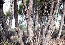 Eucalyptus arachnaea (bark)