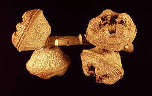Eucalyptus megacarpa fruit