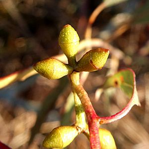 Eucalyptus rubida buds