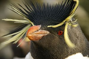 Falkland Islands Penguins 88