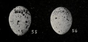 Figs 55 56 Cerulean Warbler eggs The warblers of North America 1914