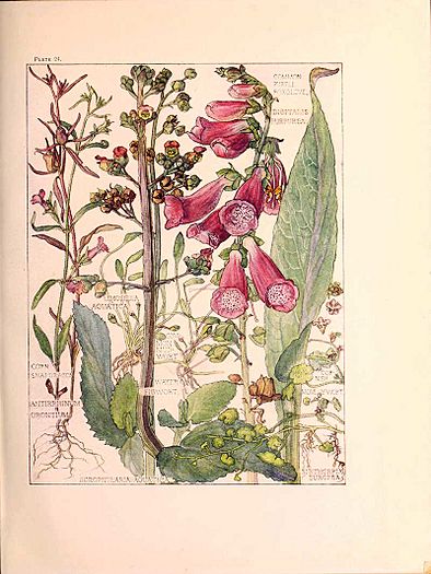 Figwort-Family-foxgloves-Harriet-Adams