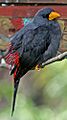 Finch-billed Myna