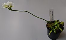 Flowering Venus flytrap plant