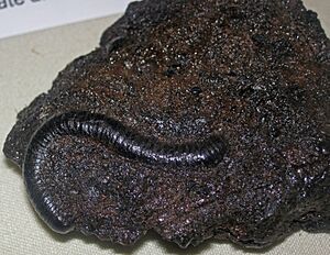 Fossil millipede (La Brea Asphalt, Pleistocene; La Brea tar pits, Los Angeles, California, USA).jpg