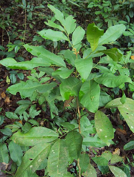 Glycosmis pentaphylla plant